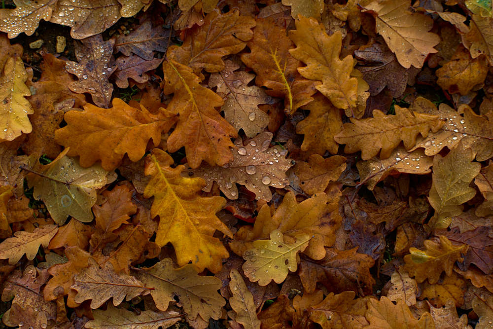 Der Herbst kann kommen mit Ihrem DYI-Laubkorb