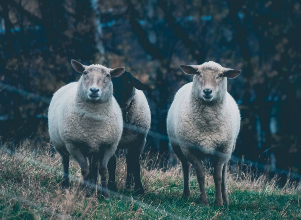 Wildzaun in fünf einfachen Schritten selbst montieren