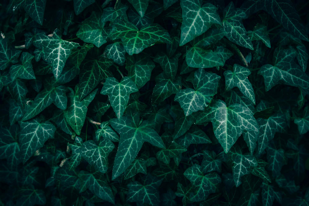 Ideen für grüne Zäune: Praktische Tipps