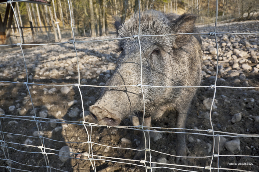 Wildschweine außen vor lassen