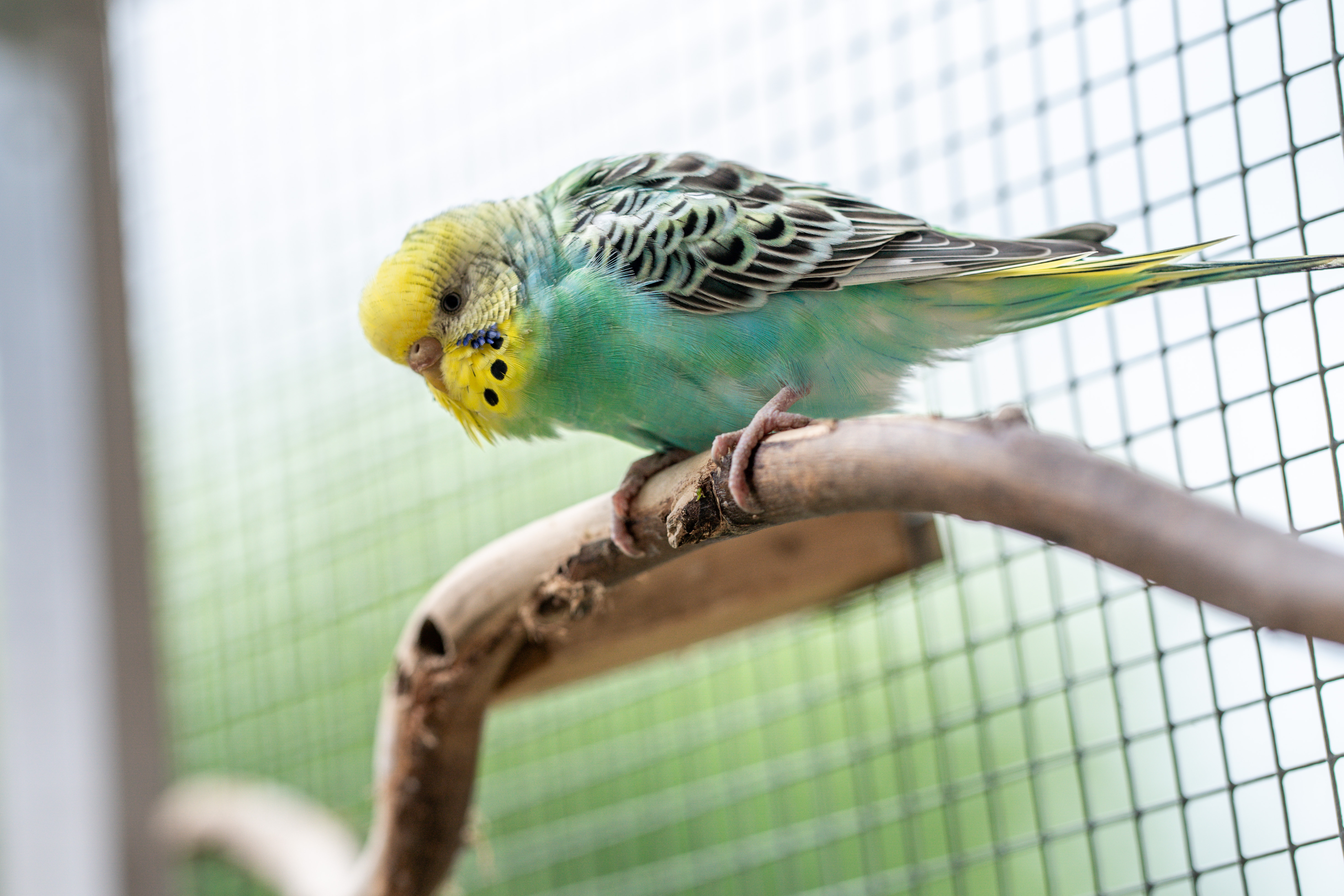 Was Volierendraht so besonders macht