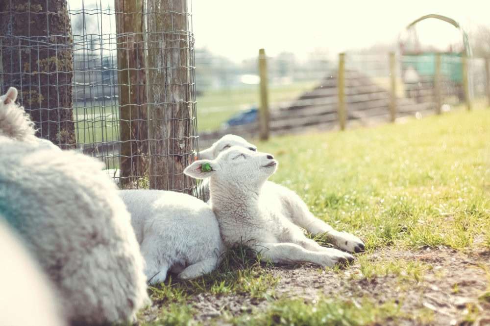 Wildzaun richtig spannen: Eine einfache Schritt-für-Schritt-Anleitung